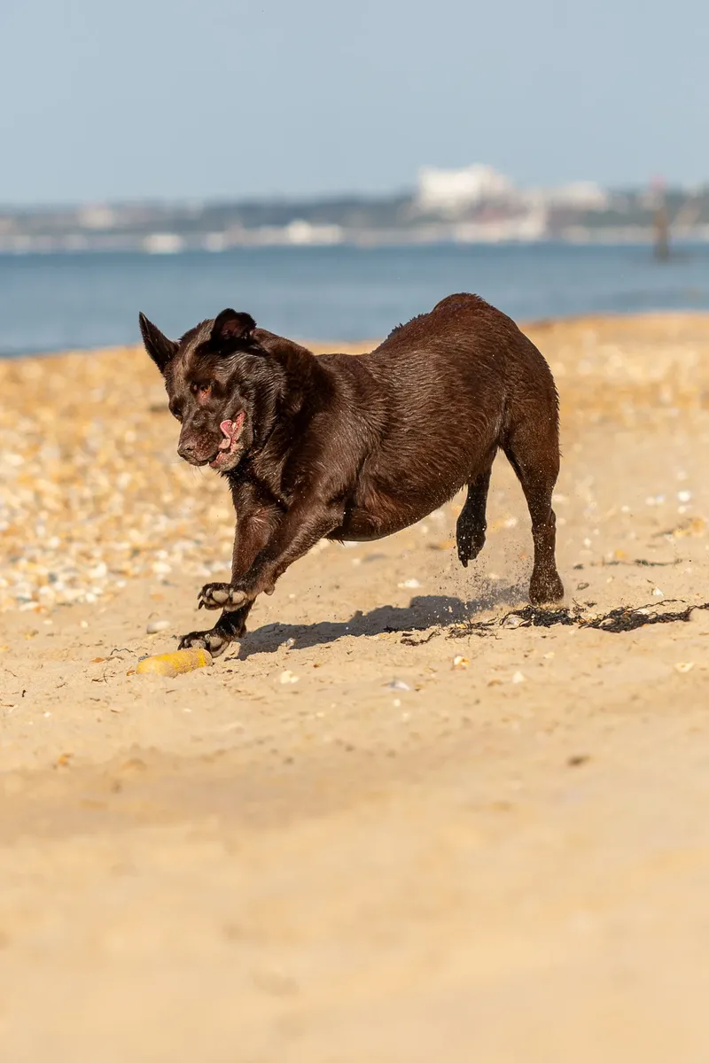 Ralph the Chocolate Lab (21 of 26)