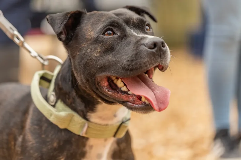 Muttley’s Doggy Day Care – Open Day Fun! 🐾 (13 of 24)