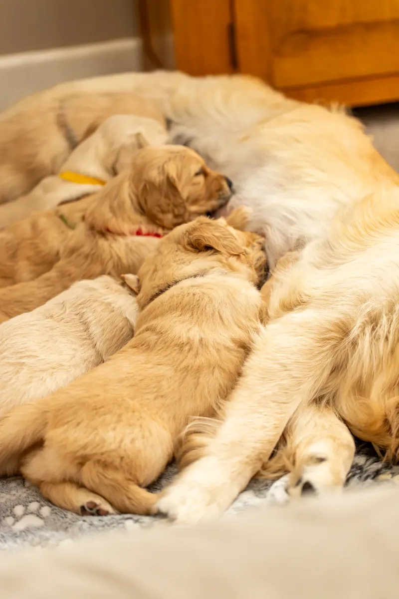 Golden Retriever Puppies (49 of 60)