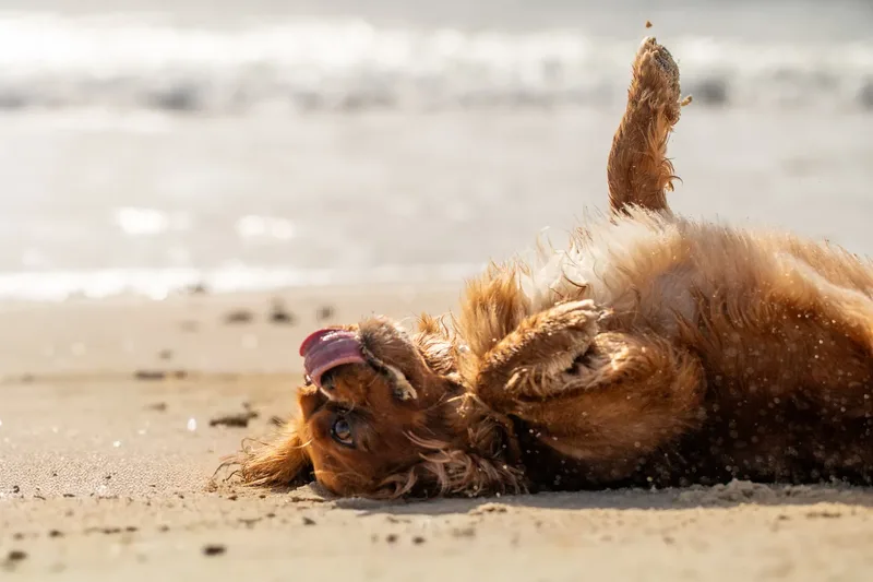 Rusty The Cavalier (2 of 24)