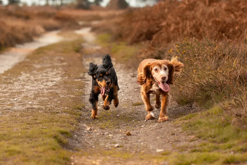 Poppy & Koda (14 of 24)