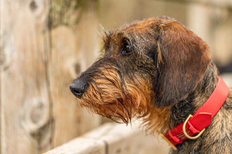 Wimborne Walkies (14 of 24)