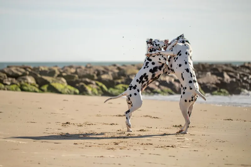 Perdy and Pongo (17 of 28)