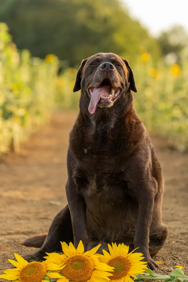 Muttley