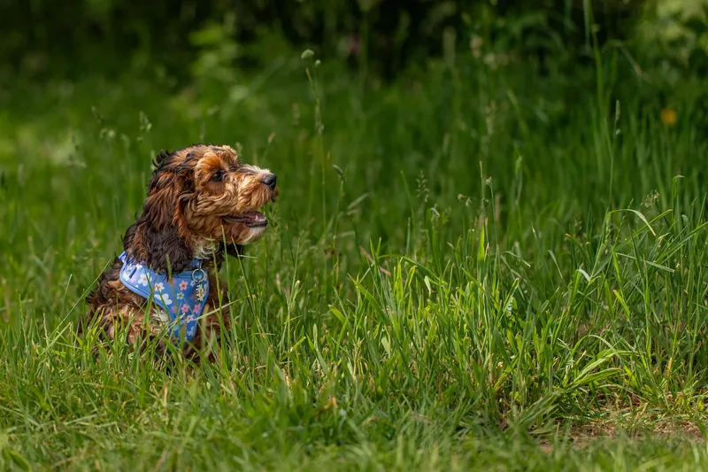 Luna the Cockapoo (13 of 24)