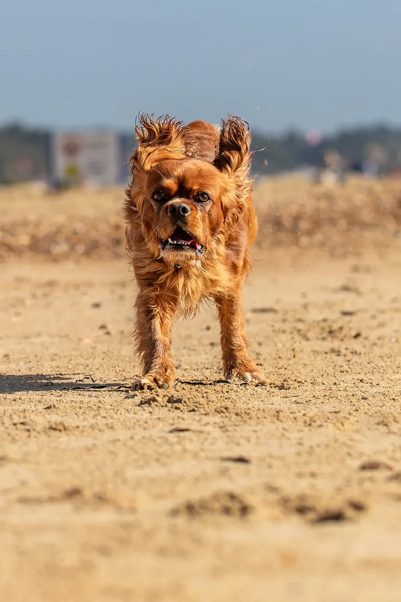 Rusty The Cavalier (12 of 24)