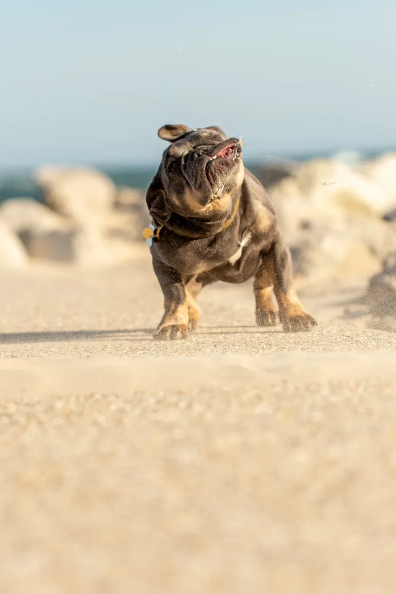 Blue the Frenchie (15 of 32)