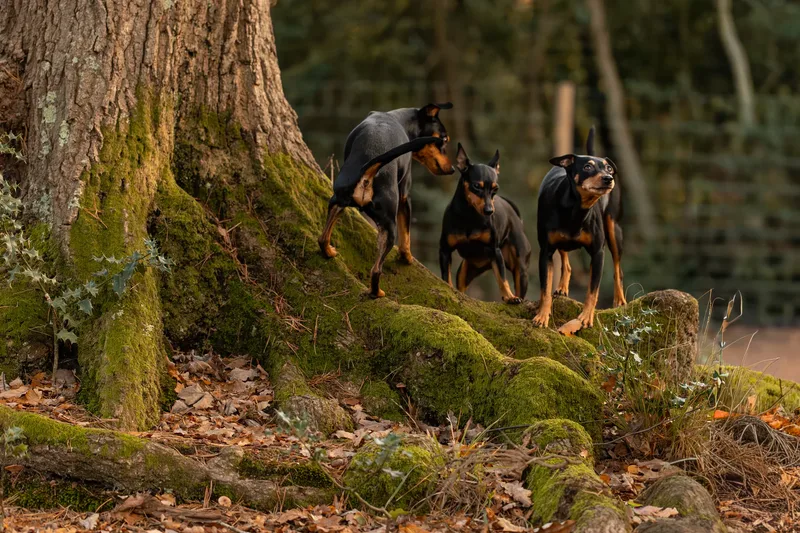 The Three Min Pins (9 of 24)