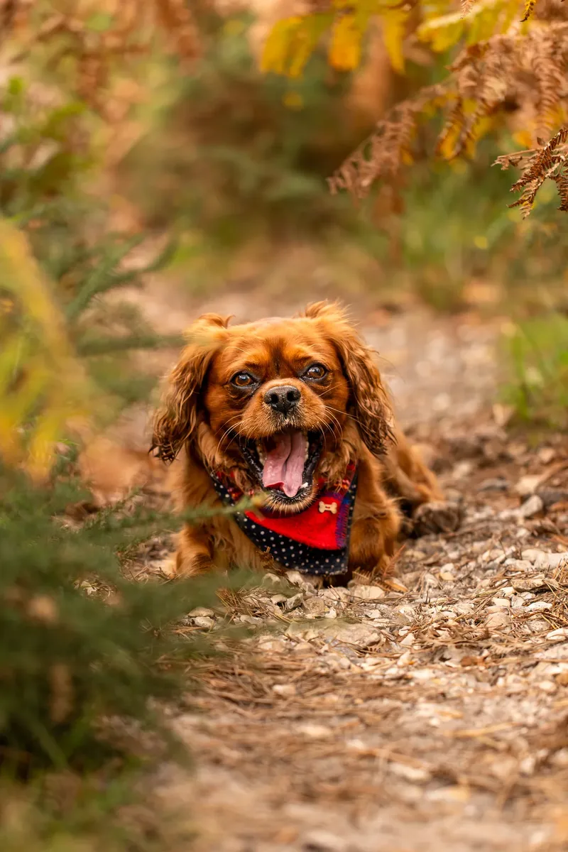 Rusty the Cav (7 of 24)