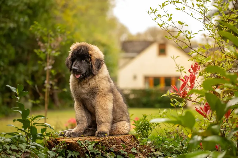Alfie the Leonberger Puppy (2 of 41)