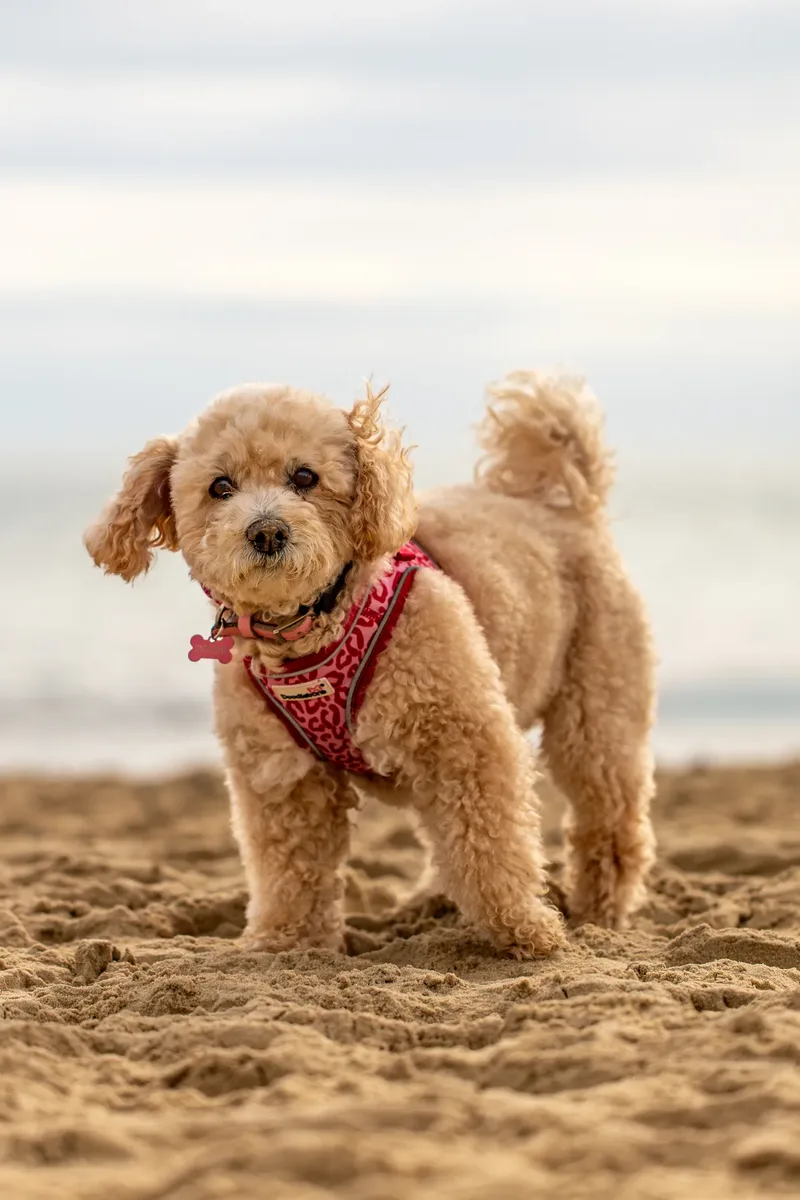 Lola the Poochon (14 of 28)