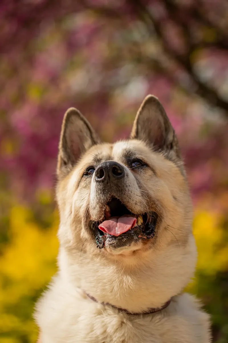 The Dorset Dog Trainer (27 of 42)
