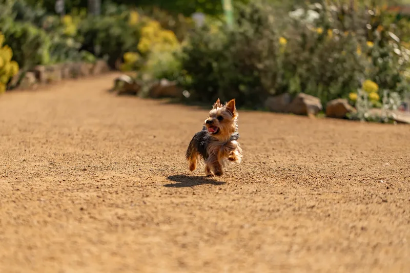 Willow – the mini yorkie (6 of 24)