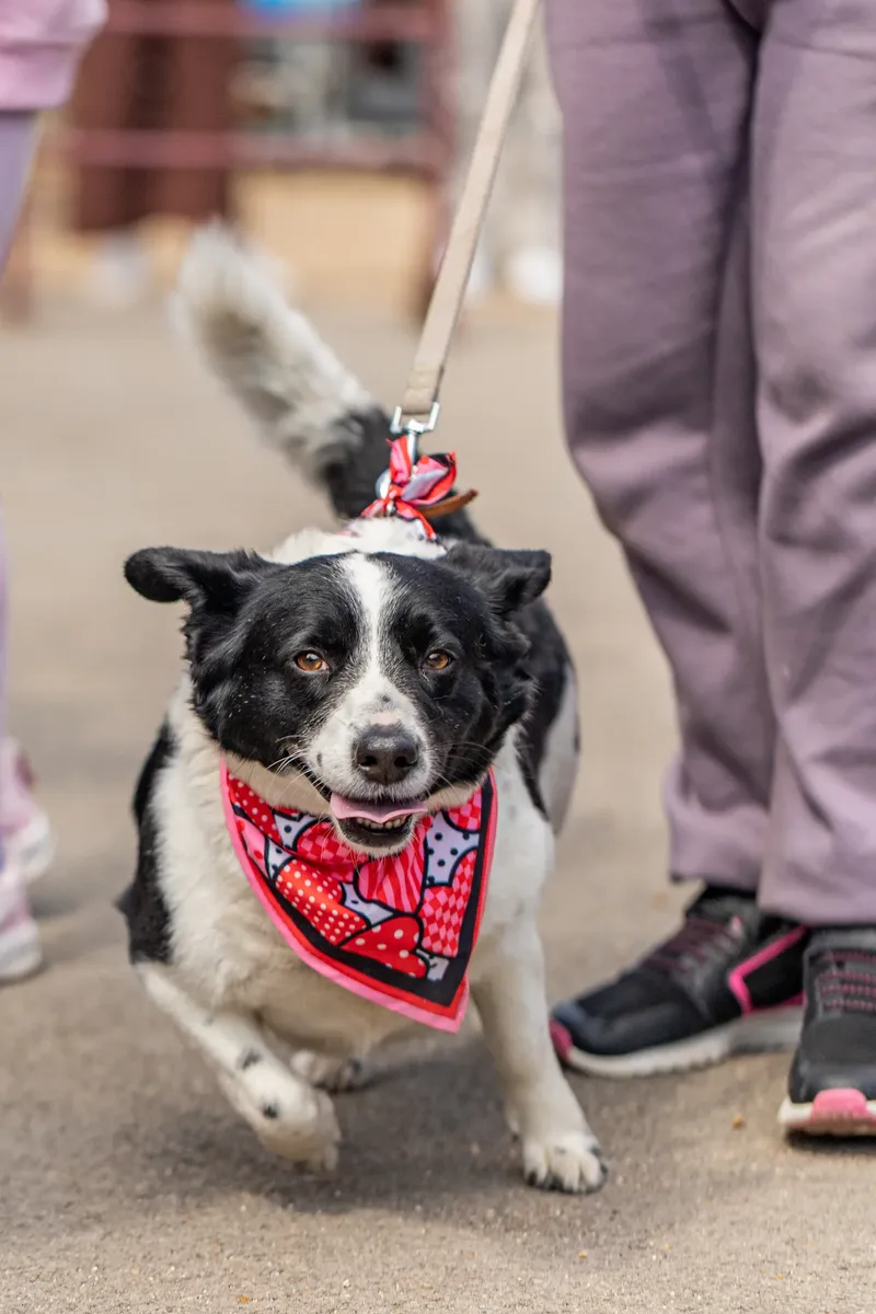 Sunshine, Smiles & Wagging Tails at Cherry Tree Nurseries (8 of 24)