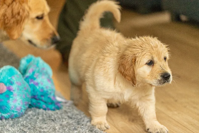 Marlee and her puppies! (8 of 24)