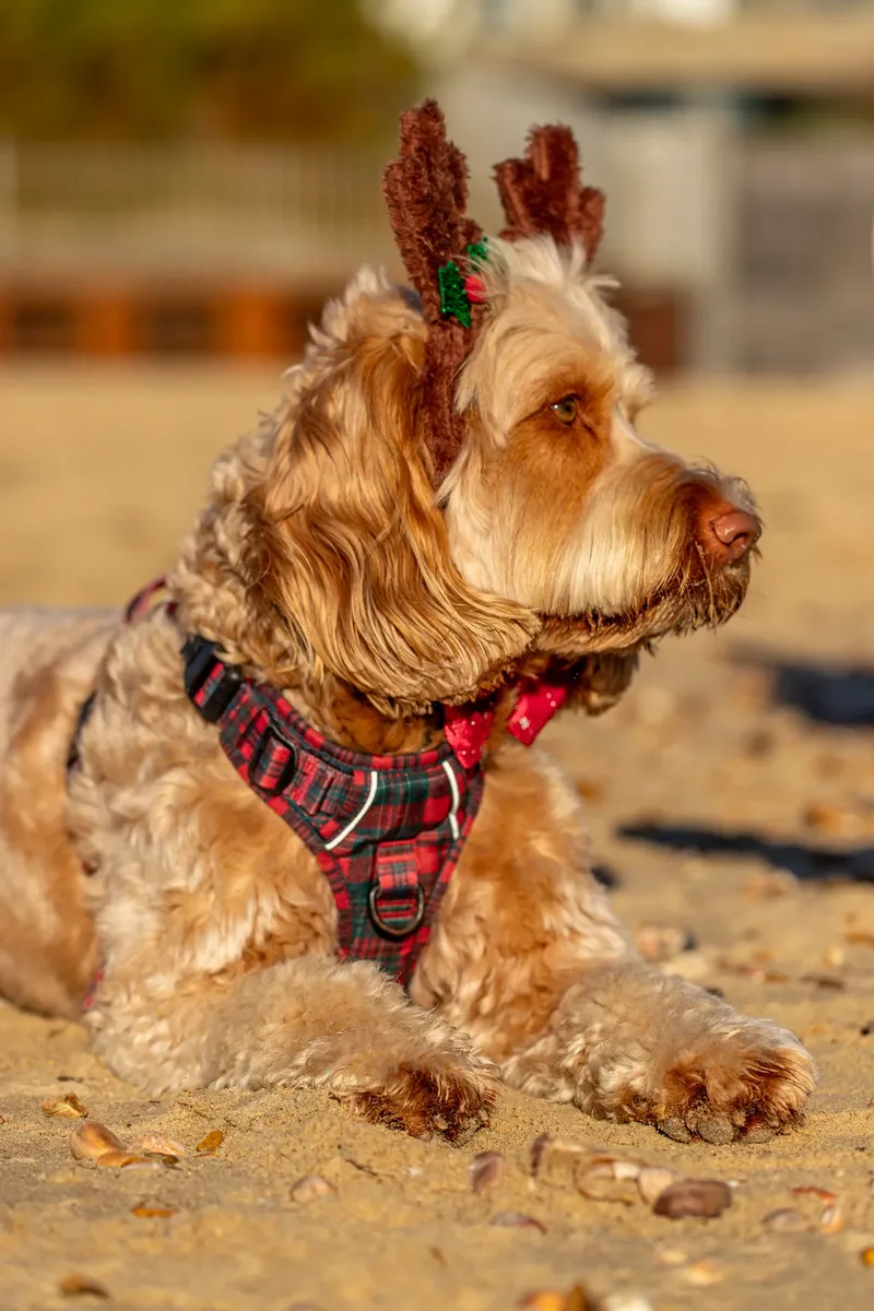 Toby Xmas beach shoot! (6 of 24)