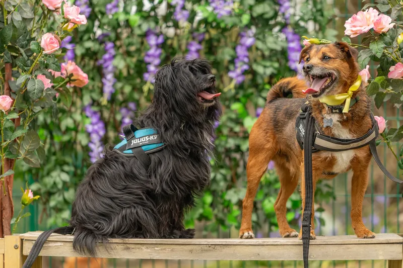 Muttley’s Doggy Day Care – Open Day Fun! 🐾 (19 of 24)