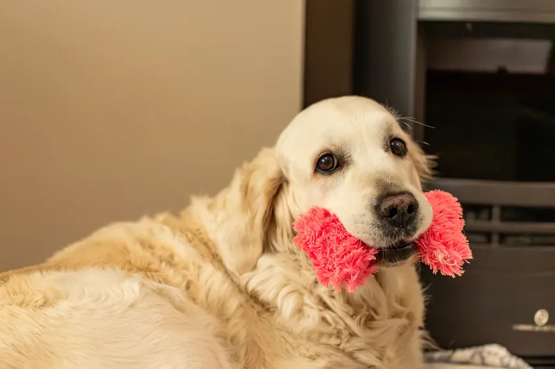 Golden Retriever Puppies (42 of 60)