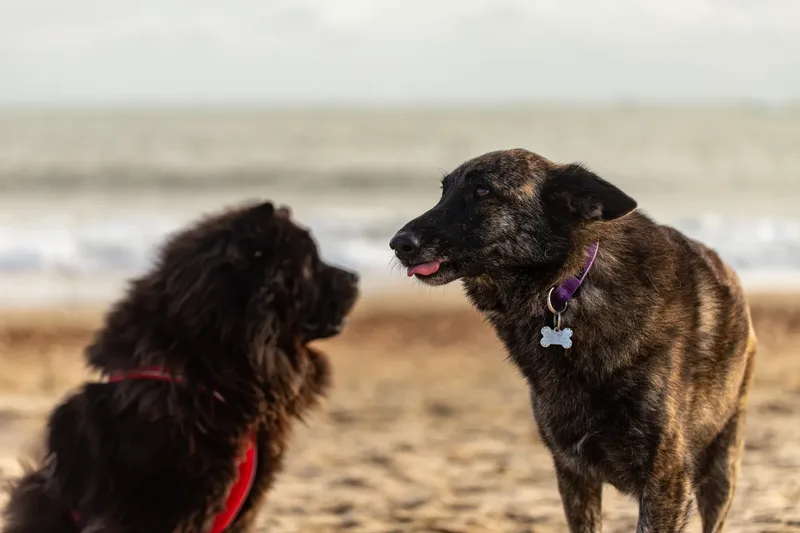 Baloo and Estia on the beach (17 of 22)