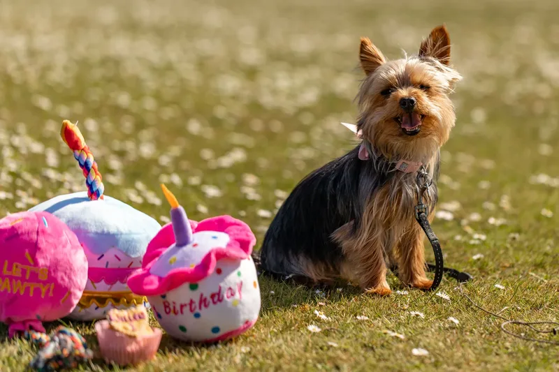 Willow – the mini yorkie