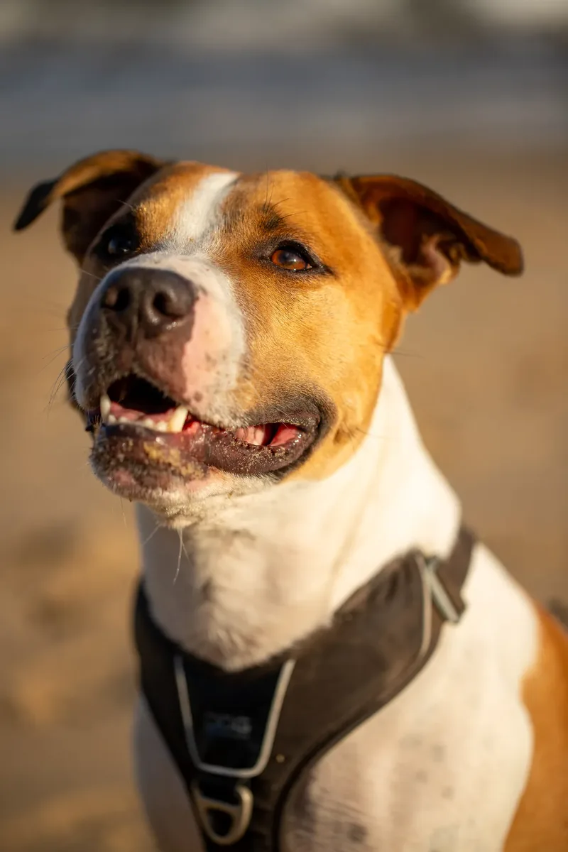 Dickie the Staffy (28 of 43)