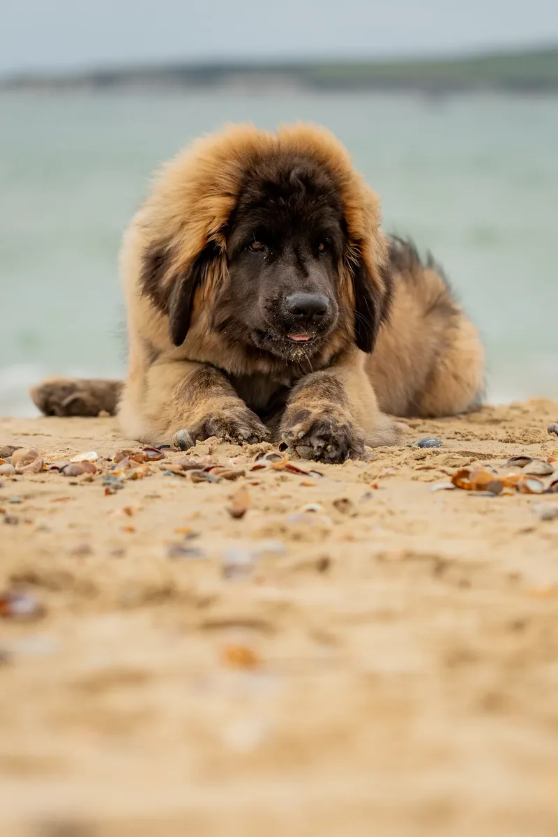 Spring Beach Mini Sessions (5 of 105)