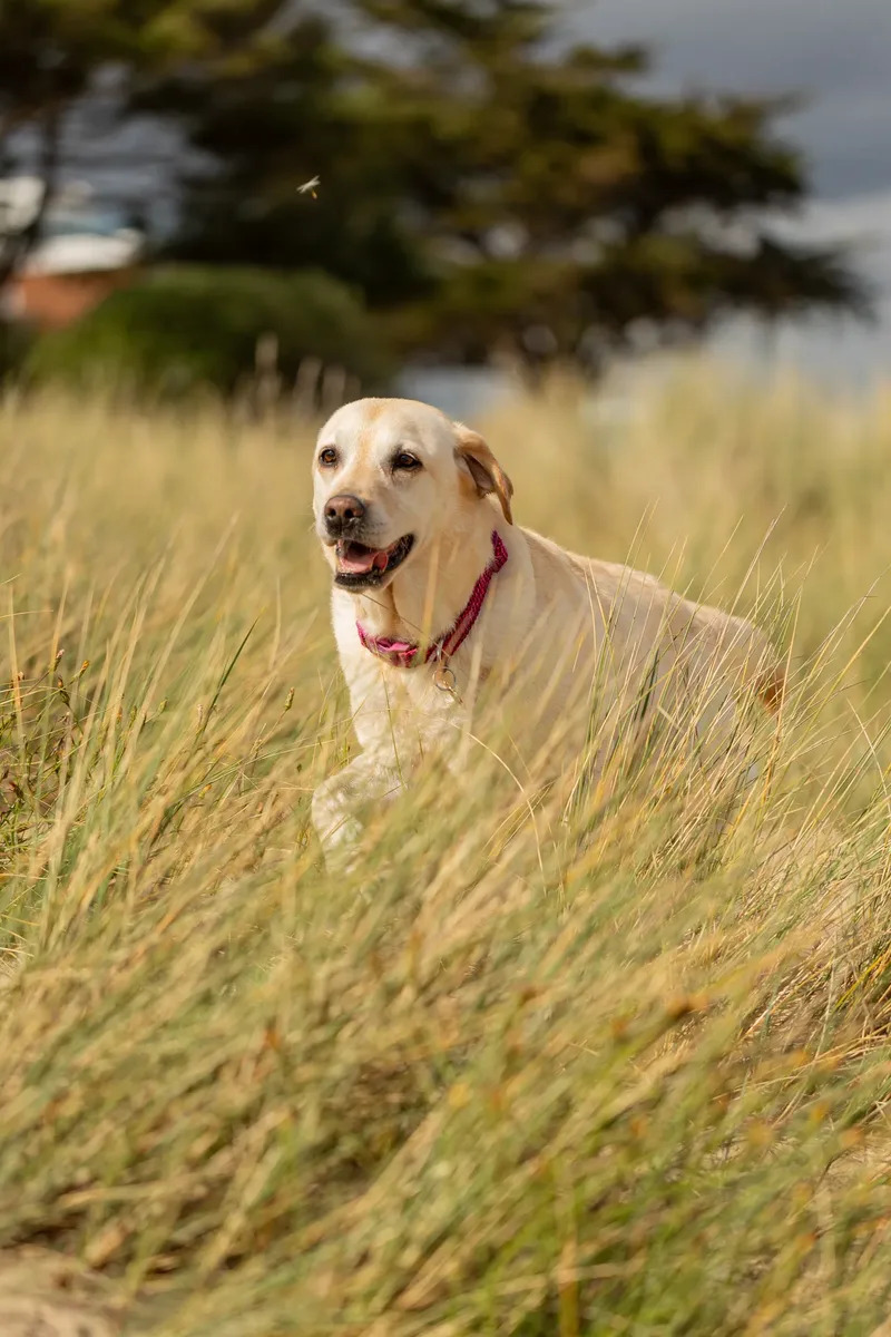 Mollie & Lola (11 of 32)