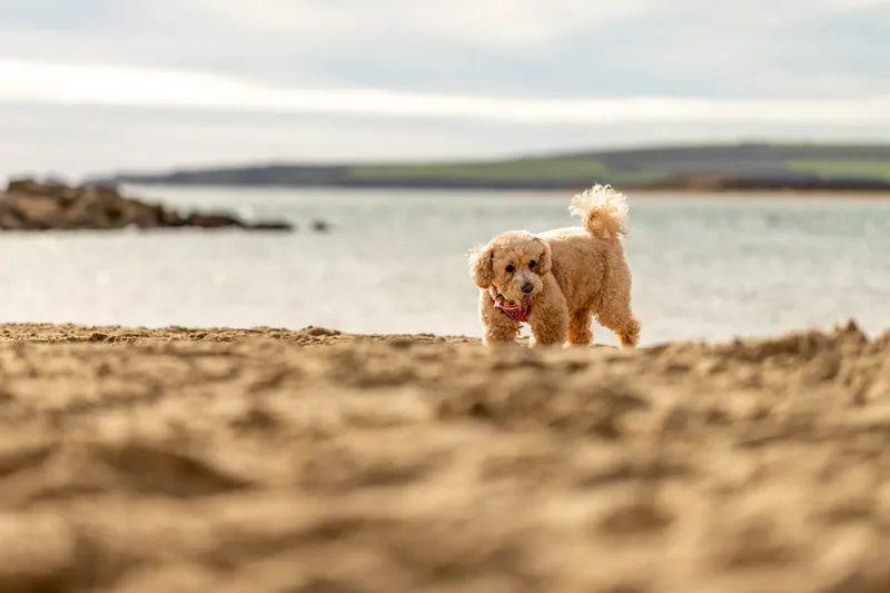 Lola the Poochon (16 of 28)