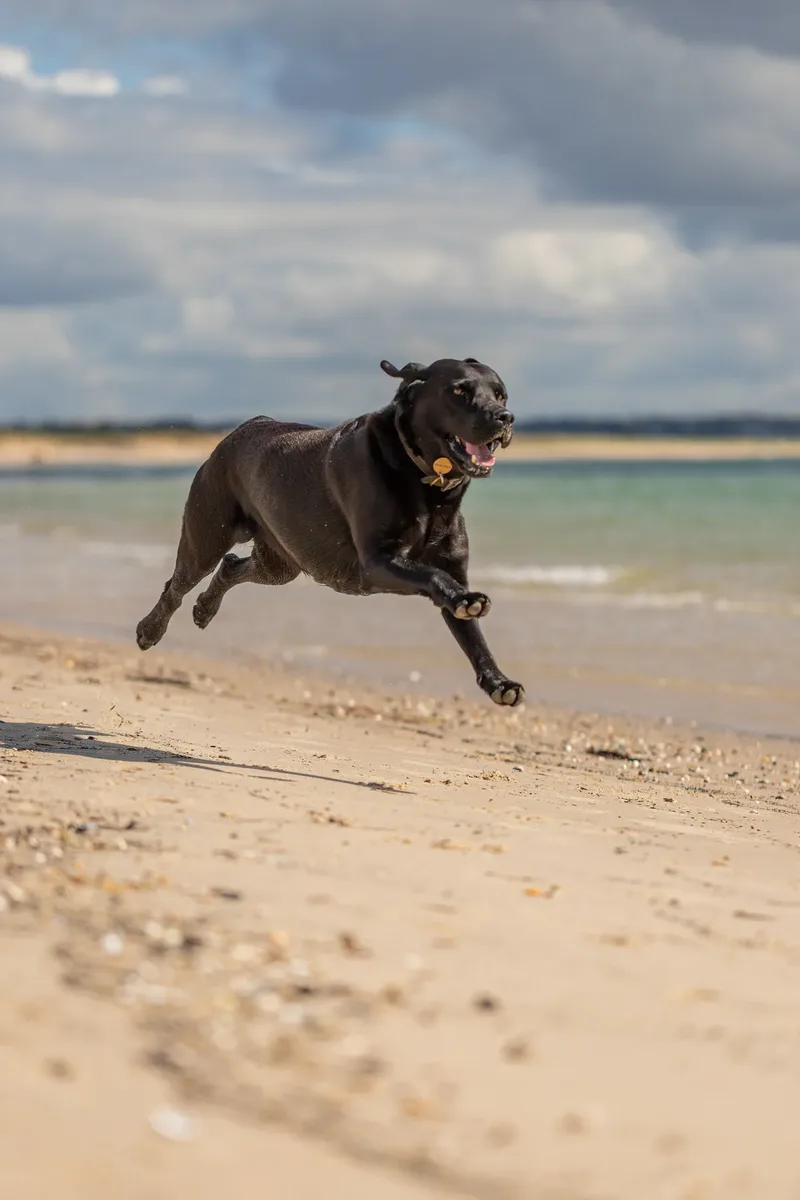Stan the black lab (2 of 38)