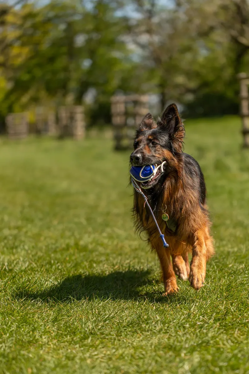 Tora the german shepherd (10 of 28)