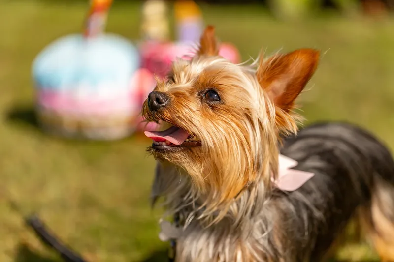 Willow – the mini yorkie (11 of 24)