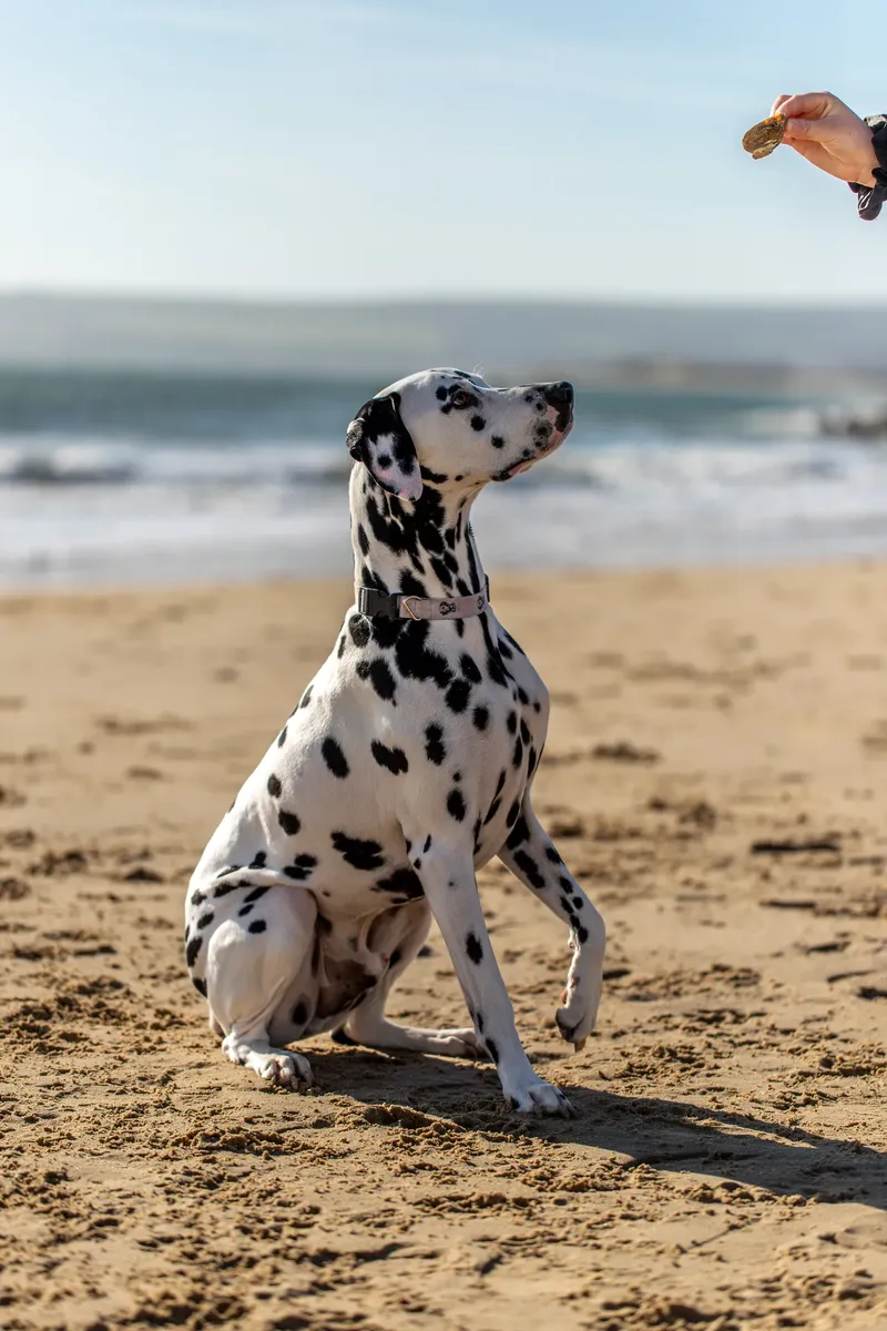 Perdy and Pongo (16 of 28)