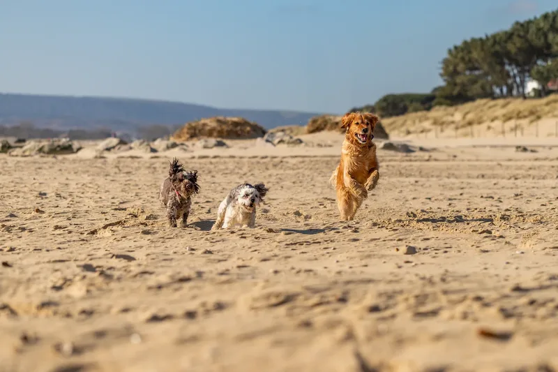 Hugo, Cookie, Flossie & Ralph (15 of 24)