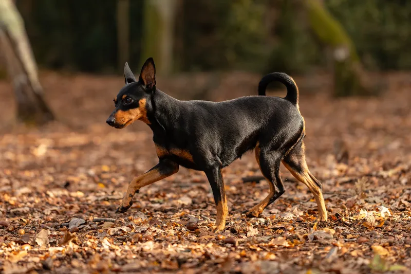 The Three Min Pins (12 of 24)