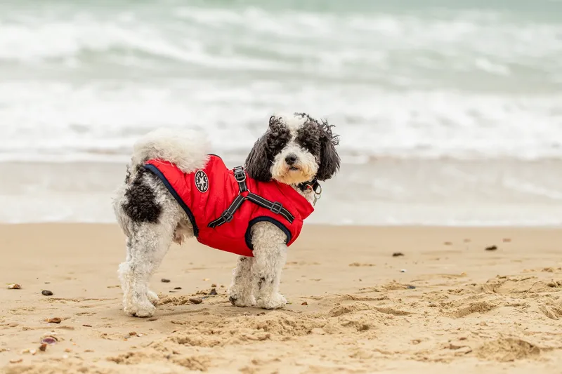 Ralph the Panda dog (3 of 15)