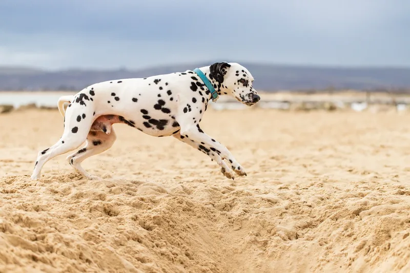 Domino the Dalmation (7 of 24)