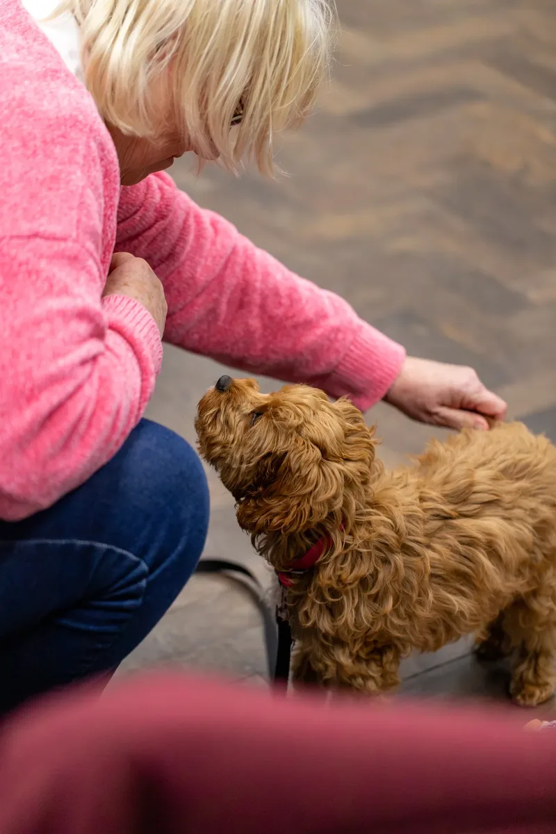 Kirsty’s Paws (4 of 44)