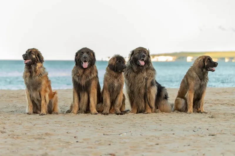 Leonberger Meet Up