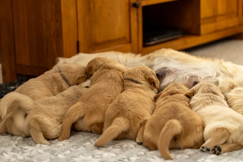 Golden Retriever Puppies (46 of 60)