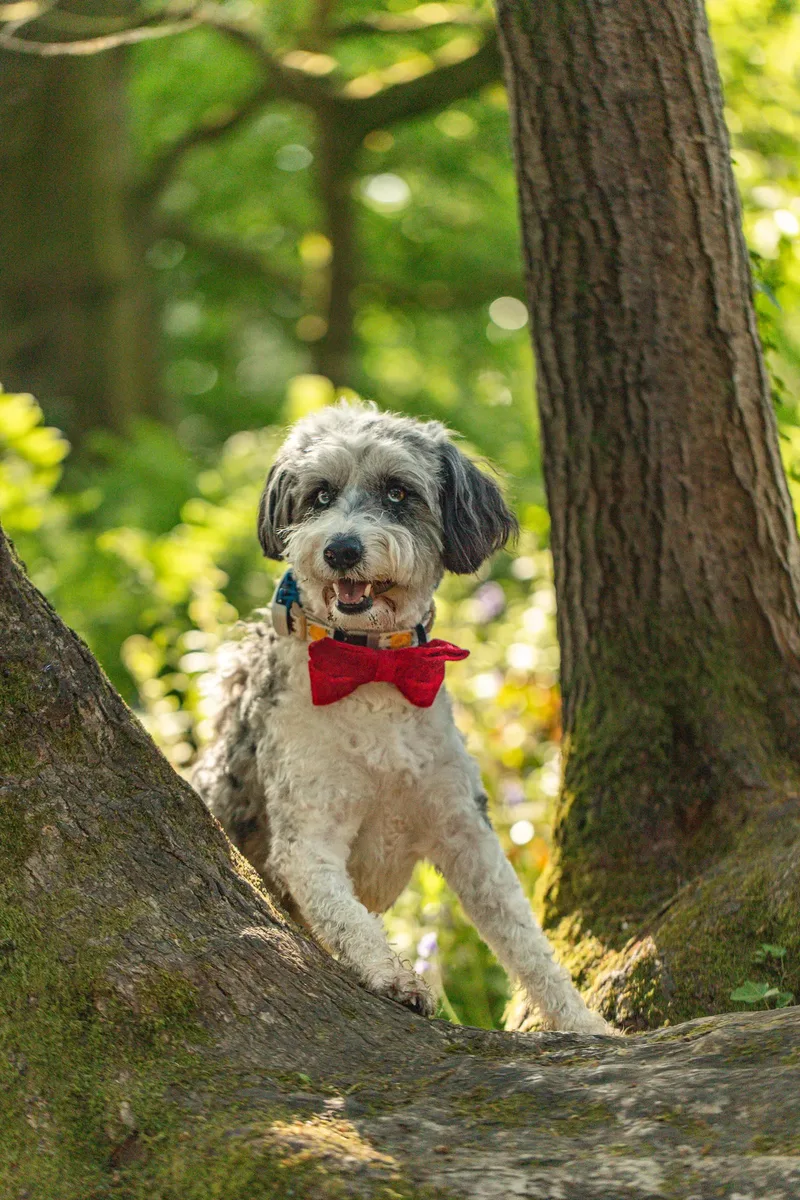 Dougie & Barney – The Bordoodle Cousins (16 of 22)