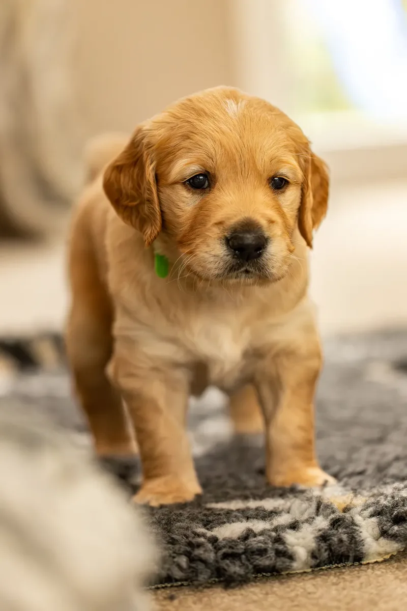 Golden Retriever Puppies (28 of 60)