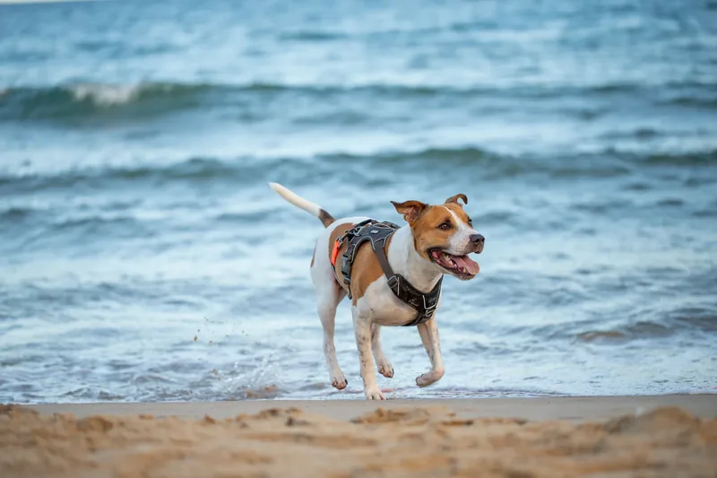 Dickie the Staffy (25 of 43)