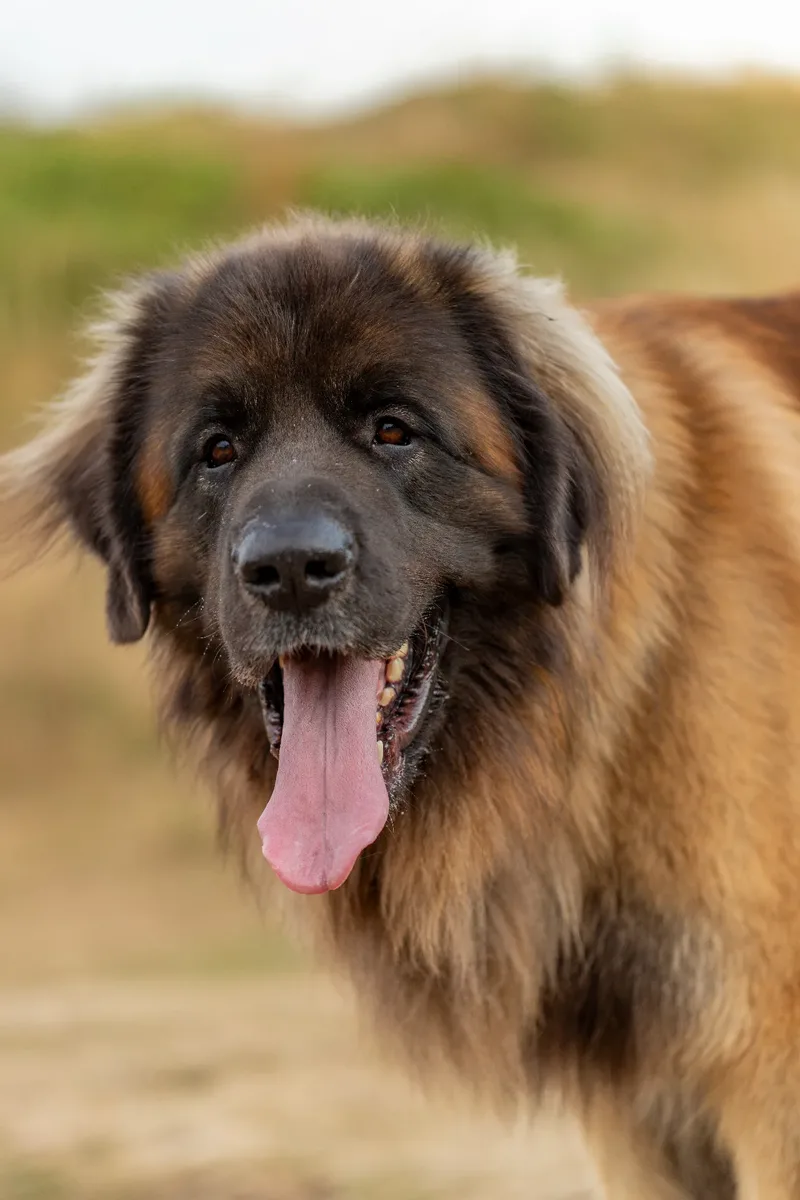 Koda