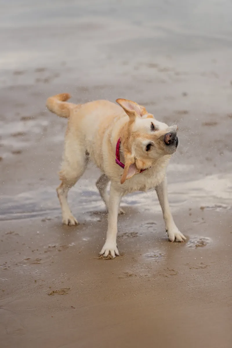 Mollie & Lola (24 of 32)