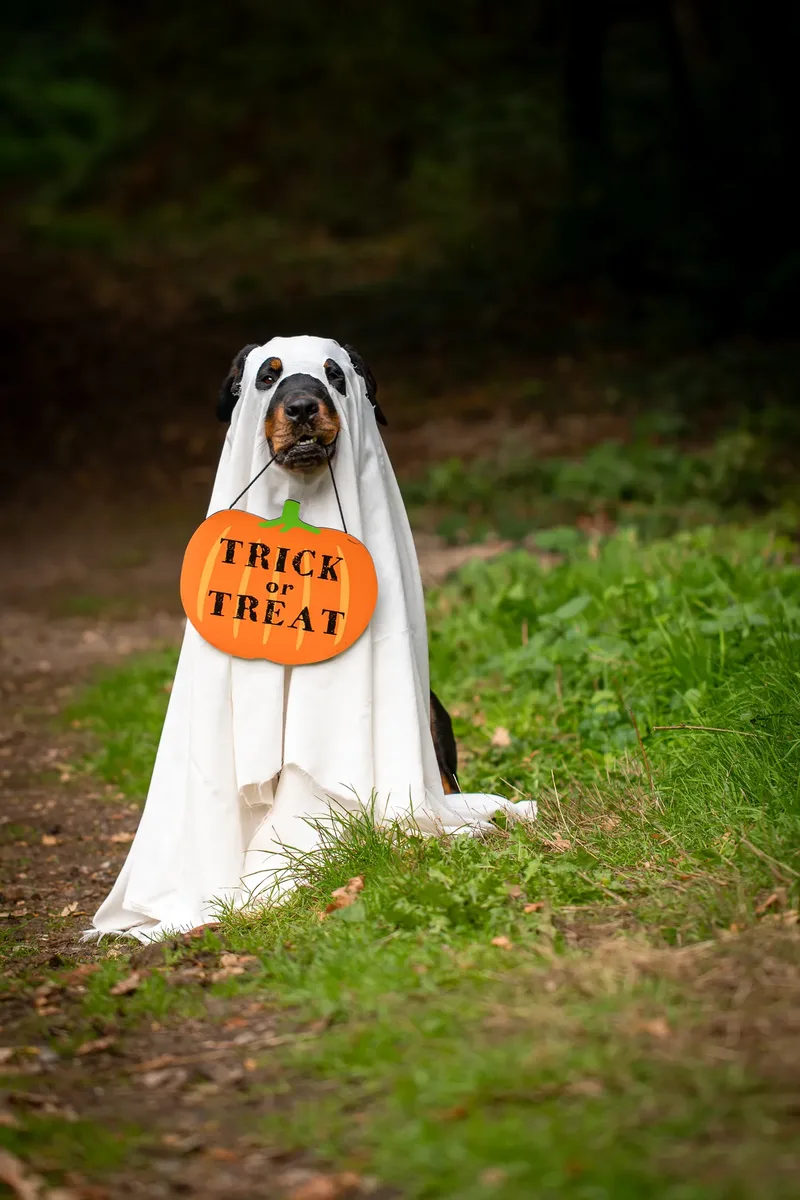 Karma the Rottie’s Halloween Shoot in Corfe Mullen (4 of 24)