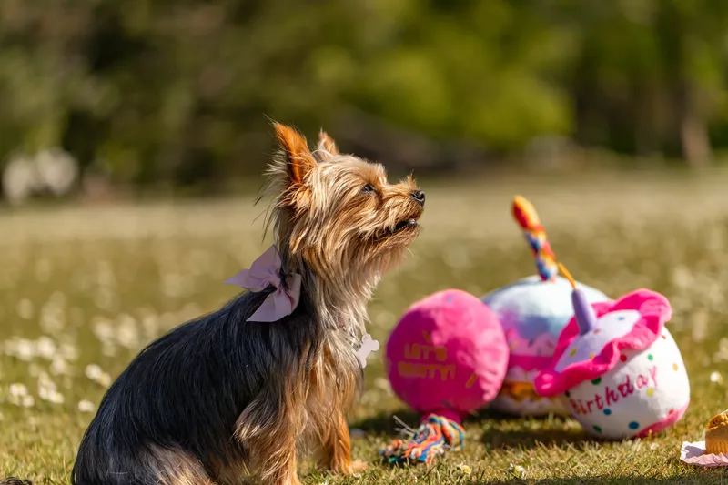 Willow – the mini yorkie (14 of 24)