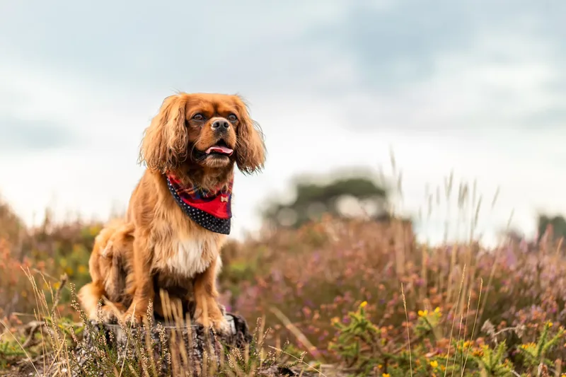 Rusty the Cav (2 of 24)