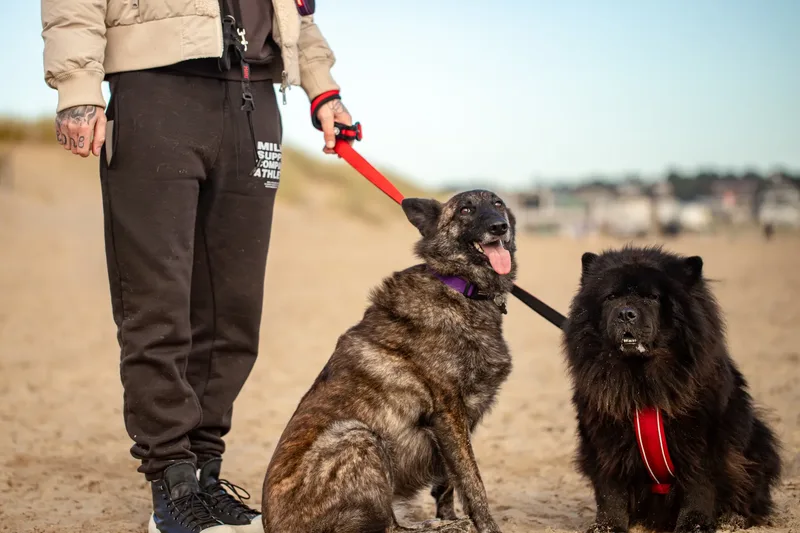 Baloo and Estia on the beach (20 of 22)