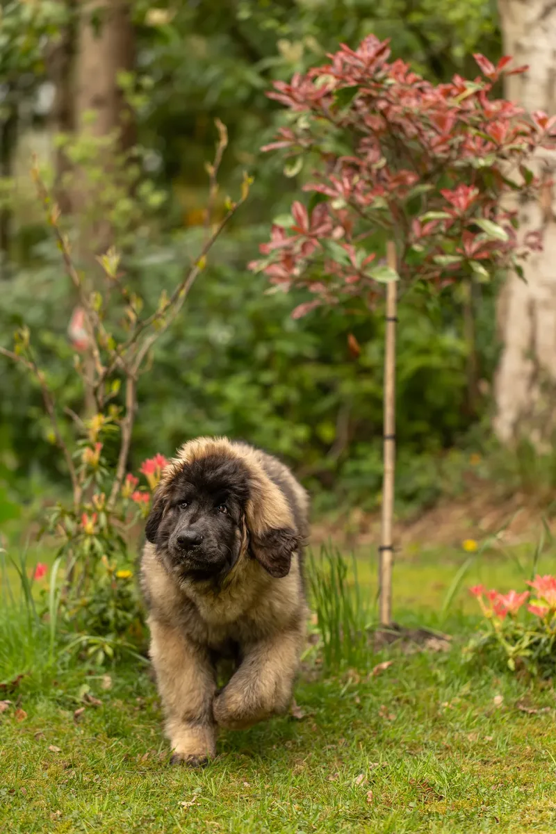 Alfie the Leonberger Puppy (6 of 41)