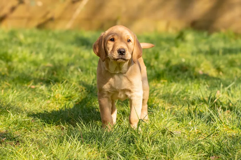 Labrador Puppies (12 of 19)